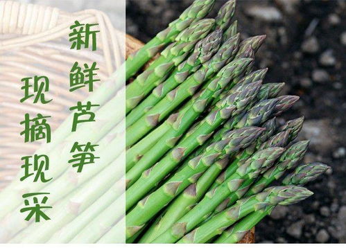 品味山東 三斤青綠脆嫩，農家現挖現發的精品蘆筍