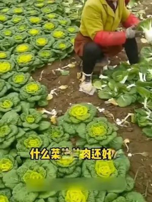 立秋播種，下霜采收，從田間到年味的守護——優質農產品與818好物節的鮮美邂逅
